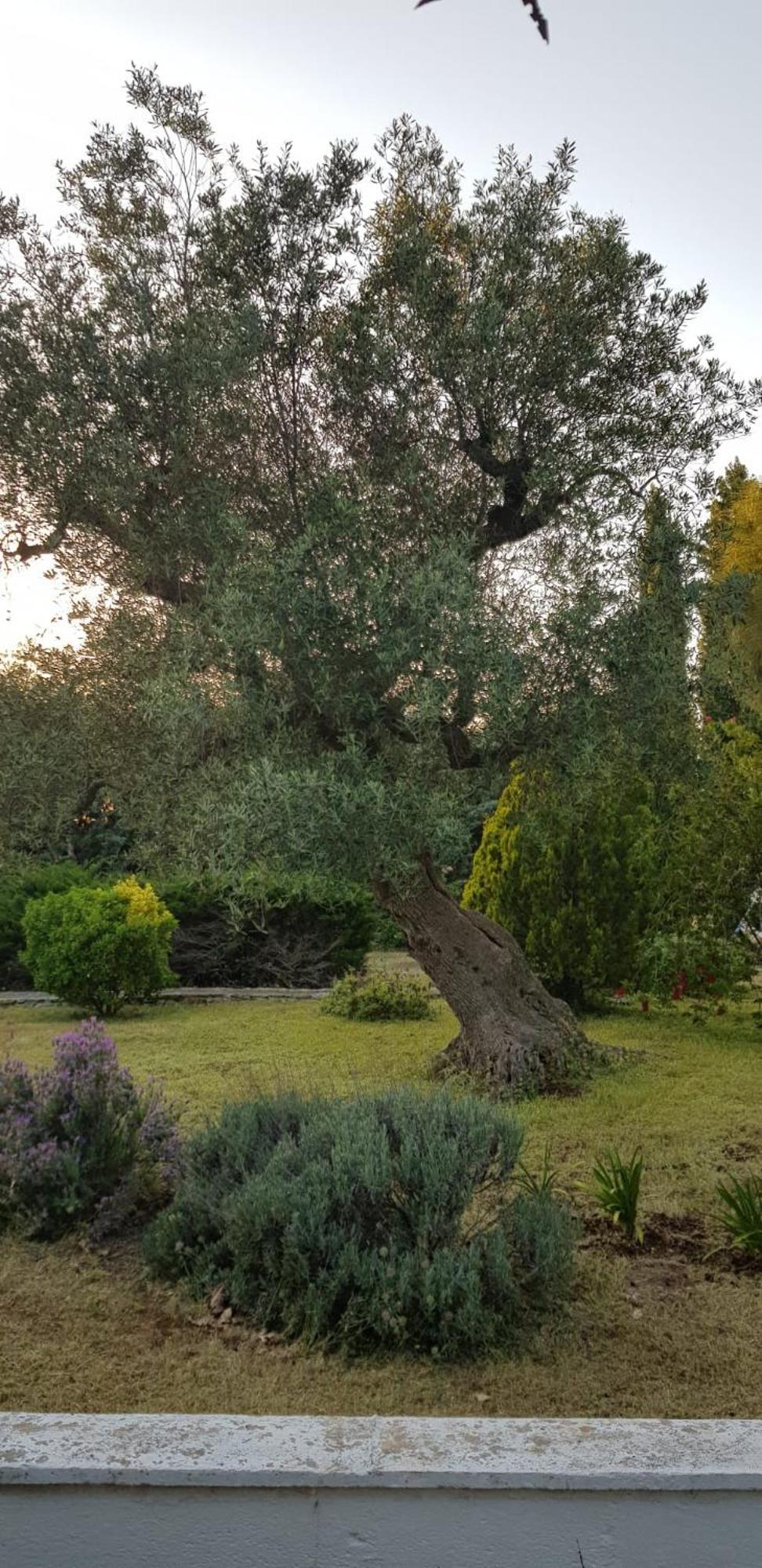 Villa Isabella Ostuni Exterior photo
